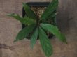 画像2: Myrmeconauclea strigosa "Nanga Pinoh" Melawi Kalimantan barat【TB】