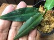 画像3: Cryptocoryne cf. ideii “Kutai barat”Kal timur