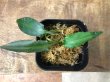 画像2: Cryptocoryne cf. ideii “Kutai barat”Kal timur