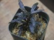 画像1: Bucephalandra sp.  "Sintang-5 Diablo" from Sintang【HW0220-08】