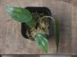 画像2: Homalomena  sp. from Kalimantan barat【AZ1122-3】