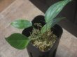 画像1: Homalomena  sp. from Kalimantan barat【AZ1122-3】