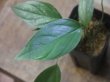 画像3: Homalomena  sp. from Kalimantan barat【AZ1122-3】