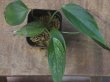 画像2: Homalomena  sp. from Kalimantan barat【AZ1122-3】