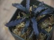 画像2: Bucephalandra sp.  "Sintang-5 Diablo" from Sintang【HW0220-08】