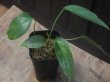 画像1: Homalomena  sp. from Kalimantan barat【AZ1122-3】