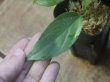 画像3: Homalomena  sp. from Kalimantan barat【AZ1122-3】