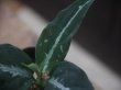 画像3: Aglaonema pictum  "ちゃんぷーる" HD from Aceh barat【AZ1021-4】