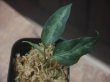 画像1: Aglaonema pictum "ちゃんぷーる" from Pulau Pade【AZ0421-1】