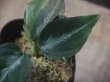 画像2: Aglaonema pictum "ちゃんぷーる" from Padang Sidempuan【AZ0322-1f】