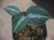 画像2: Aglaonema pictum multicolor "朧鏡月"  from Tigalingga【HW0818-XG】