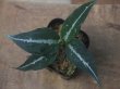 画像1: Aglaonema pictum  "ちゃんぷーる" HD from Aceh barat【AZ1021-4】