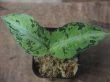 画像1: Aglaonema pictum  "Green Cat" JKT from Aceh【AZ0215-1】