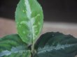 画像3: Aglaonema pictum tricolor "Durian Cutter" DCF from Sibolga Utara【HW0819-06f-2】