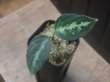 画像3: Aglaonema pictum multicolor "Burn"  from Sibolga timur【HW0818-06i】