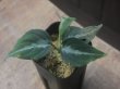 画像1: Aglaonema pictum "ちゃんぷーる" from Padang Sidempuan【AZ0322-1f】