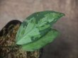 画像3: Aglaonema pictum "ちゃんぷーる" from Pulau Pade【AZ0421-1】