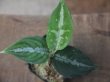 画像2: Aglaonema pictum tricolor "Durian Cutter" DCF from Sibolga Utara【HW0819-06f-2】