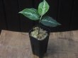 画像4: Aglaonema pictum tricolor "Durian Cutter" DCF from Sibolga Utara【HW0819-06f-2】