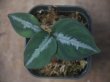 画像1: Aglaonema pictum multicolor "朧鏡月"  from Tigalingga【HW0818-XG】