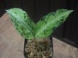 画像2: Aglaonema pictum  "Green Cat" JKT from Aceh【AZ0215-1】