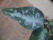 画像2: Aglaonema pictum Argentum "しるば〜らいん" Aceh Sumatera【LA0315-4j】