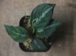 画像2: Aglaonema pictum "ちゃんぷーる" from Padang Sidempuan【AZ0322-1g】