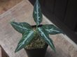 画像3: Aglaonema pictum "ちゃんぷーる"　HD  from Aceh barat【AZ0420-1a】