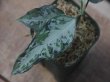 画像3: Aglaonema pictum multicolor "Multi color"  from P. Pade【AZ0421-1j】No4