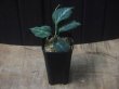 画像4: Aglaonema pictum "ちゃんぷーる" from Padang Sidempuan【AZ0322-1g】