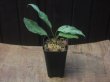 画像4: Aglaonema pictum "ちゃんぷーる" from Pulau Pade【AZ0421-1】