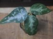 画像1: Aglaonema pictum Argentum "しるば〜らいん" Aceh Sumatera【LA0315-4j】