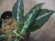 画像4: Aglaonema pictum "Multicolor Axis" HD from Aech barat【AZ0420-1b】No.2