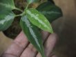 画像3: Aglaonema pictum "ちゃんぷーる"　HD  from Aceh barat【AZ0420-1a】