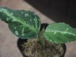 画像2: Aglaonema pictum  "周年Multi 2018" BNN from Sibolga timur【AZ0616-1c】