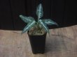 画像4: Aglaonema pictum "ちゃんぷーる"　HD  from Aceh barat【AZ0420-1a】