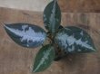 画像2: Aglaonema pictum A "しるば〜らいん" Aceh Sumatera【LA0915-03j】