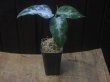 画像4: Aglaonema pictum Argentum "しるば〜らいん" Aceh Sumatera【LA0315-4j】