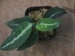 画像1: Aglaonema pictum "ちゃんぷーる" HD  from Aceh barat【AZ1019-2b】