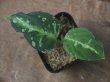 画像1: Aglaonema pictum  "周年Multi 2018" BNN from Sibolga timur【AZ0616-1c】