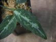 画像2: Aglaonema pictum "Multicolor 蒼" HD from Aech barat【AZ0420-1a】