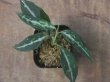 画像1: Aglaonema pictum "Multicolor Axis" HD from Aech barat【AZ0420-1b】No.2