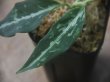 画像3: Aglaonema pictum "Multicolor Axis" HD from Aech barat【AZ0420-1b】No.2