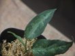 画像2: Aglaonema pictum "ちゃんぷーる" from Pulau Pade【AZ0421-1】