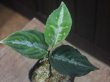 画像1: Aglaonema pictum tricolor "Durian Cutter" DCF from Sibolga Utara【HW0819-06f-2】