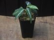 画像4: Aglaonema pictum "ちゃんぷーる"　HD  from Aceh barat【AZ0420-1a】