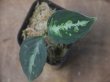 画像1: Aglaonema pictum multicolor "Burn"  from Sibolga timur【HW0818-06i】