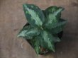 画像3: Aglaonema pictum "NIRVASH"  from Pulau Nias【AZ0611-3】ver MES