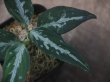 画像2: Aglaonema pictum "ちゃんぷーる"　HD  from Aceh barat【AZ0420-1a】