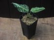 画像4: Aglaonema pictum  "周年Multi 2018" BNN from Sibolga timur【AZ0616-1c】